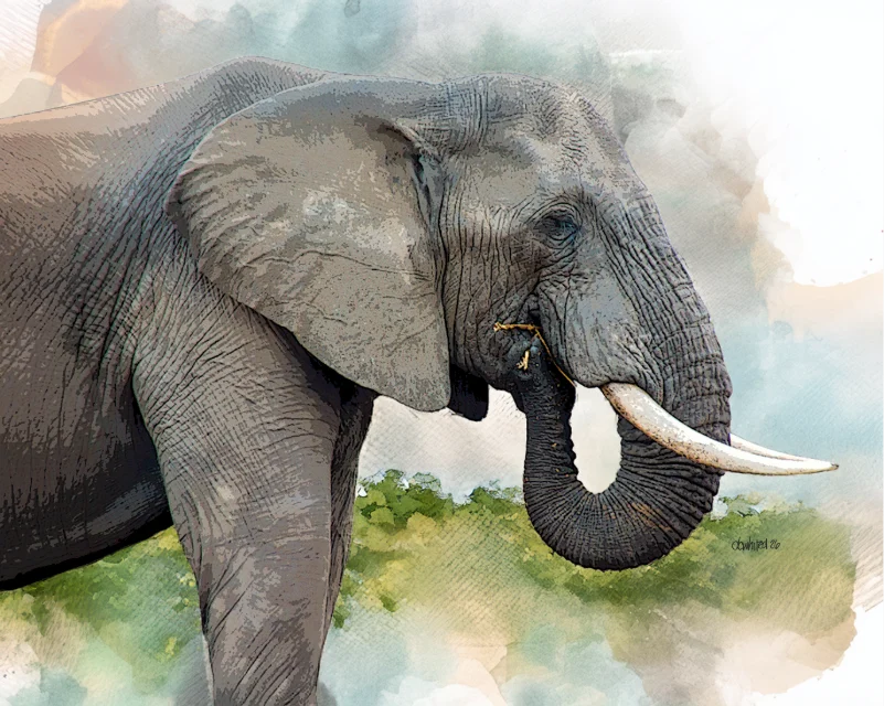 African Bush Elephant, South Africa