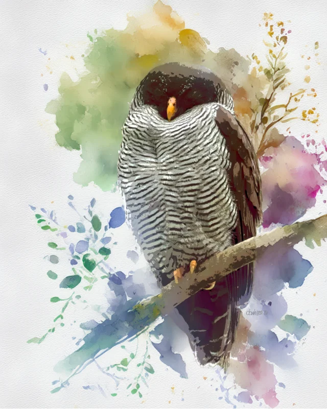 Black-and-white Owl, Costa Rica