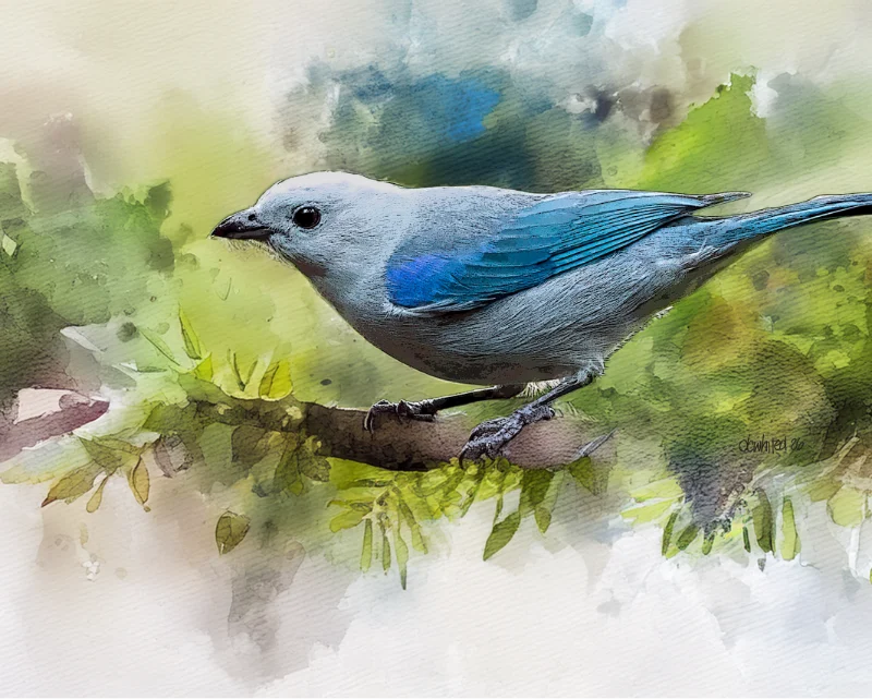 Blue-gray Tanager, Costa Rica