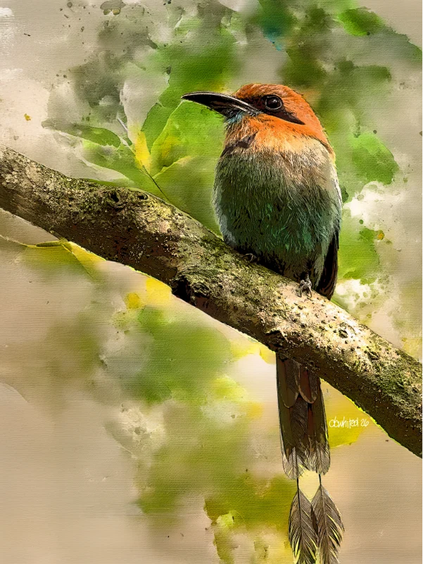 Broad-billed Motmot, Costa Rica