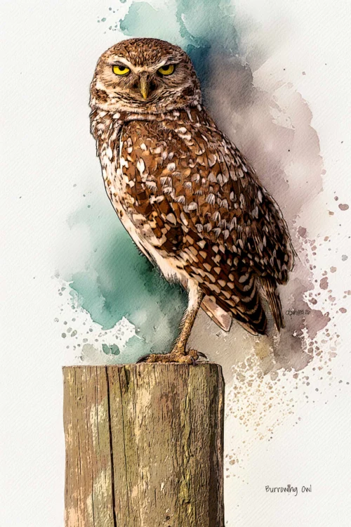 Burrowing Owl Photography