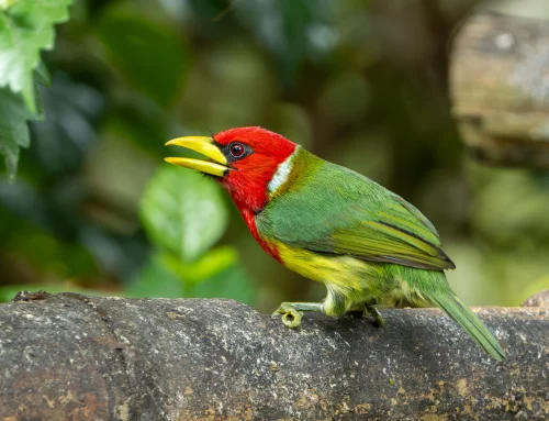 Exploring  the Wildlife or Ecuador and the Galapagos Islands