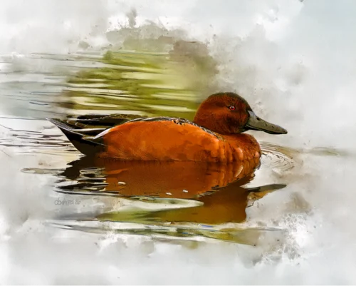 Cinnamon Teal