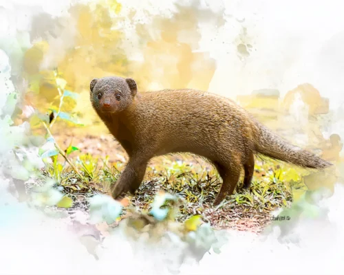 Dwarf Mongoose, South Africa