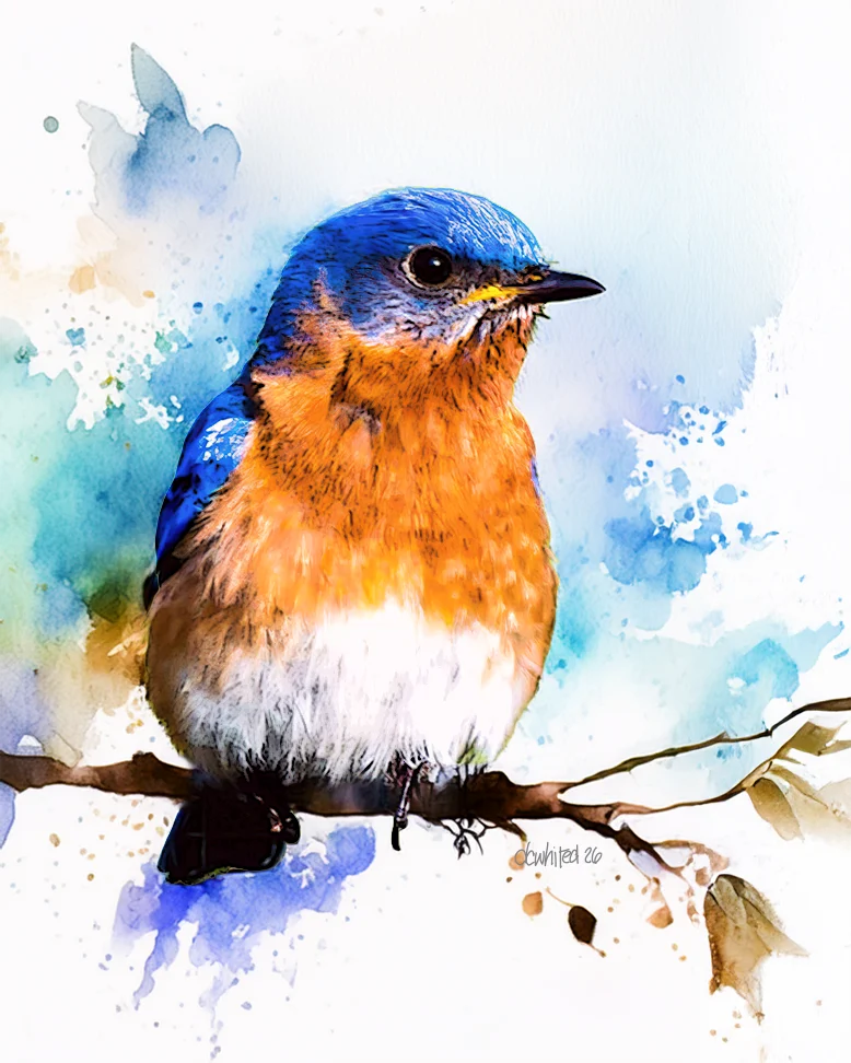Eastern Bluebird