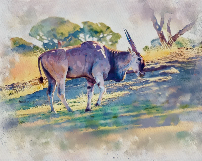 African Eland, South Africa