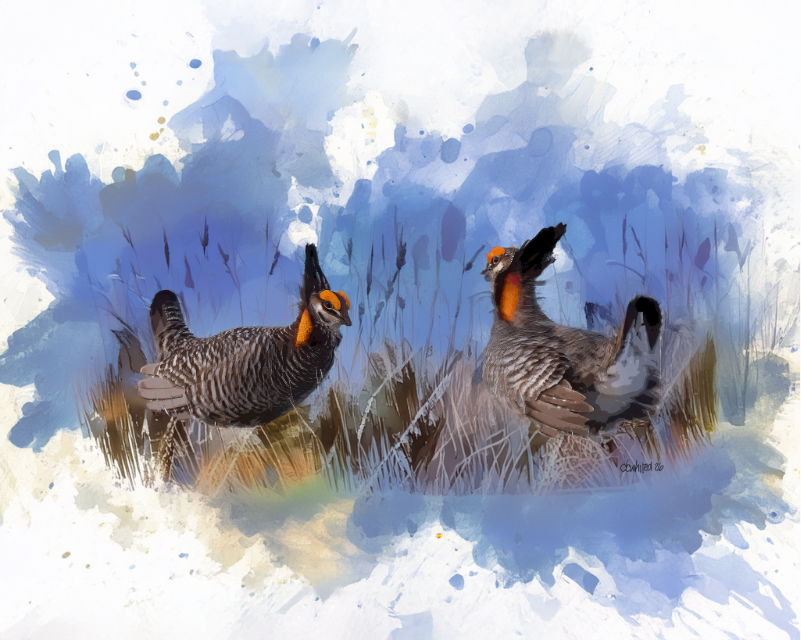 Prairie Chicken Icon Greater Prairie Chickens| Wildlife Art | David Whited Art