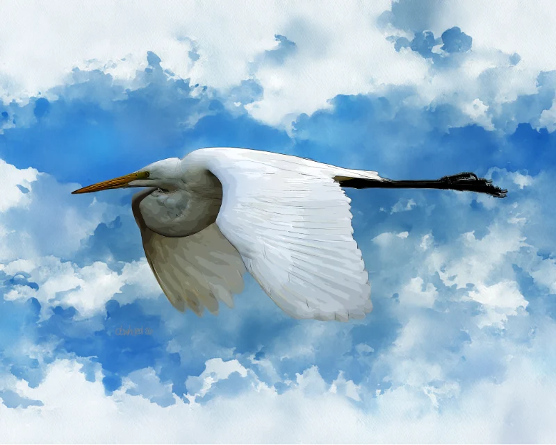 Great Egret in flight