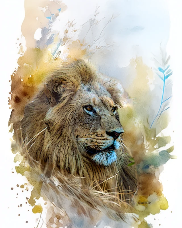 African Lion Resting, South Africa