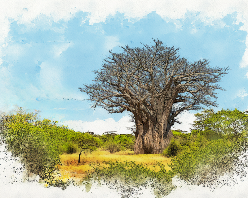 Ancient Barbab Tree, South Africa Wildlife Art | David Whited Art
