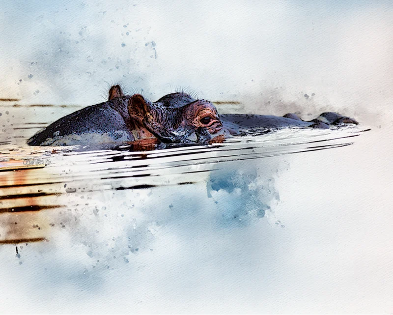 Submerged Hippopotamus